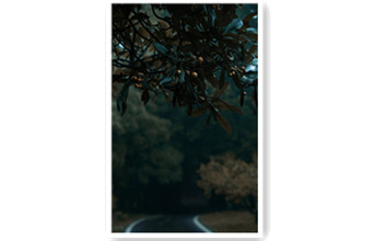 武漢植物園的枇杷黃了