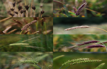 青稞麥穗組照