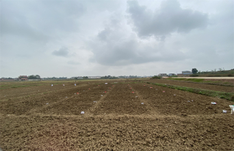 如果麥子的頭發(fā)也會變白的話