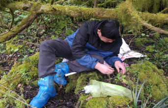 峨眉山報(bào)春授粉實(shí)驗(yàn)組照